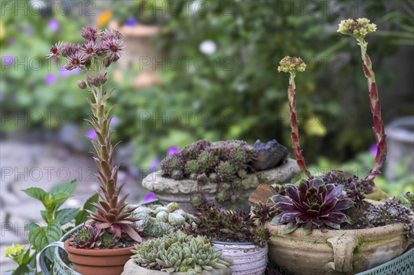 Various species of houseleeks (Sempervivum) in flower pots, North Rhine-Westphalia, Germany, Europe