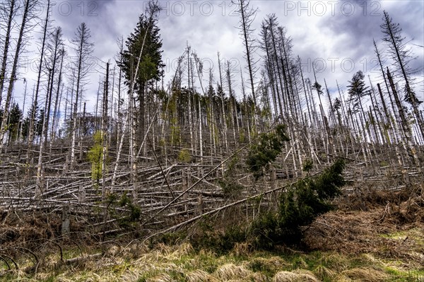 Dead spruce trees, broken by wind, lying in disarray, forest dieback in the Arnsberg Forest nature