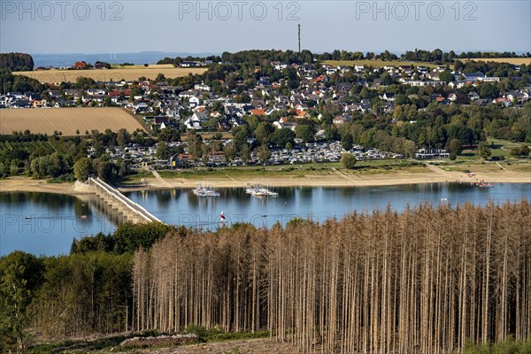 Forest dieback in the Arnsberg Forest, northern Sauerland, dead spruce trees, partly cleared