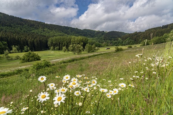 In the nature reserve Unteres Helletal, near Elkeringhausen, district of Winterberg,
