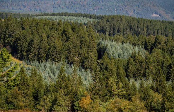View from Kahlen Asten mountain, to the north, forest landscape in Hochsauerlandkreis, Hochheide,