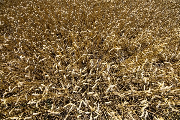 Wheat field, dried up and only low grown, due to the summer drought, drought, in East Westphalia
