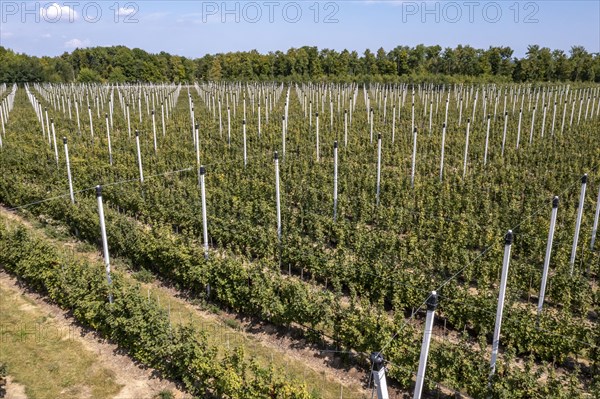 Fruit growing, berry cultivation, Germany, Europe