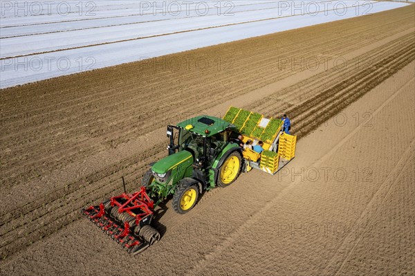 Vegetable cultivation, celery plants are planted in the field with a planting machine,