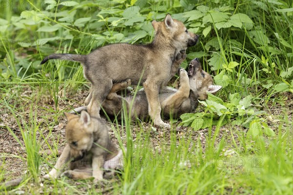 Wolf pups playing and romping on the forest floor, surrounded by green vegetation, European grey