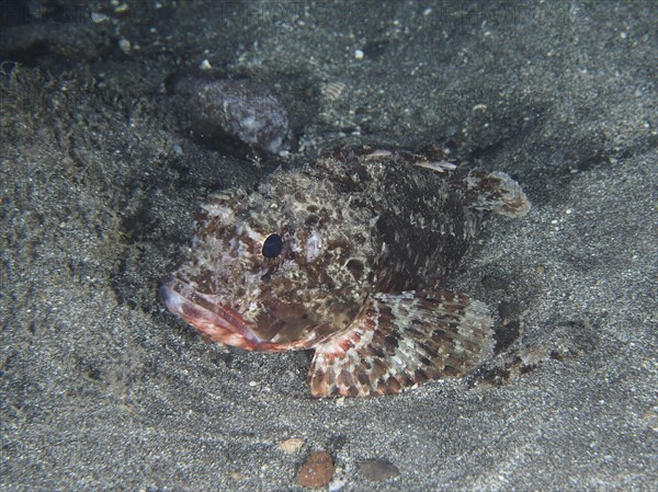 A Black scorpionfish (Scorpaena porcus) lies on lava sand at night. Dive site Playa, Los