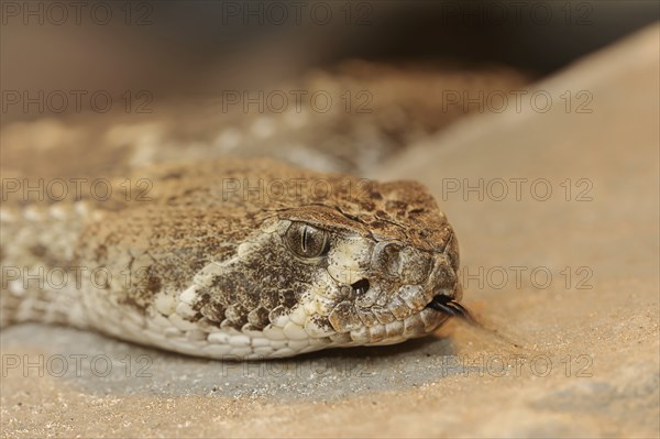 Texas rattlesnake or western diamondback rattlesnake (Crotalus atrox) lambent, captive, occurring