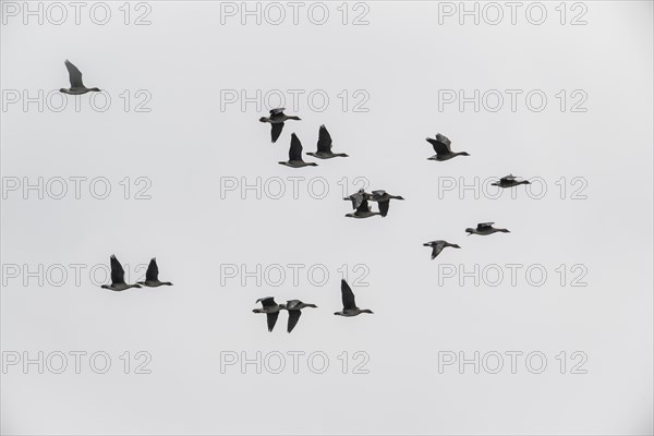 Bean geese (Anser fabalis), flying, Emsland, Lower Saxony, Germany, Europe