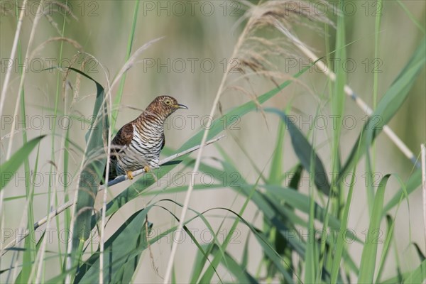 Common cuckoo (Cuculus canorus) female, Lower Saxony, Germany, Europe