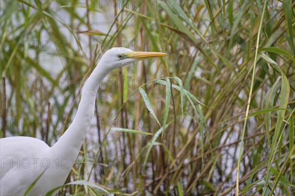 Great egret (Ardea alba), Lower Saxony, Germany, Europe