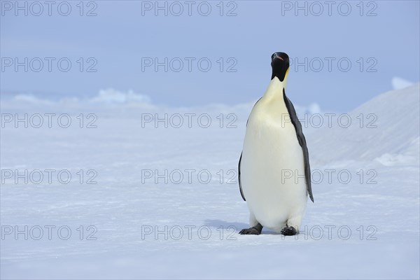 Emperor penguins (Aptenodytes forsteri), Penguin Lays on the Ice, Series, Snow Hill Island,