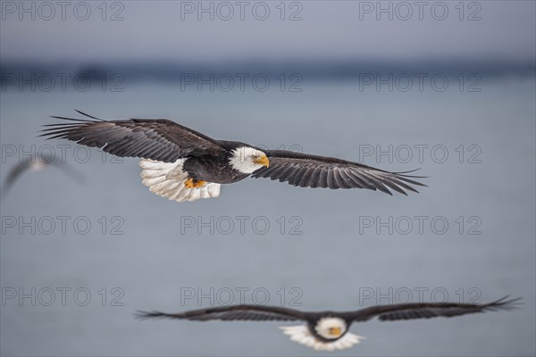 Bald eagle, Haliaeetus leucocephalus, flying, adult, winter, Homer, Alaska, USA, North America