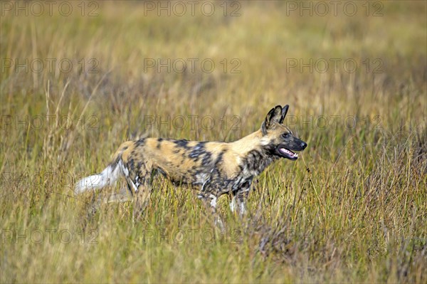 African wild dog (Lyacon pictus) Botswana, Botswana, Africa