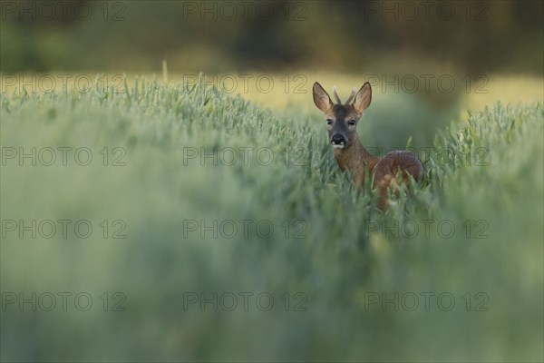 Roe deer (Capreolus capreolus) adult male buck animal in a farmland wheat field in the summer,