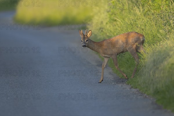 Roe deer (Capreolus capreolus) adult male buck animal preparing to walk across a country road,