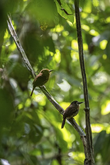 White-tailed Puffbird (Malacoptila panamensis) two birds sitting on a branch, tropical rainforest,