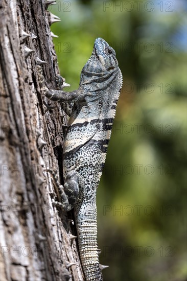 Black spiny-tailed iguana, Osa, Costa Rica, Central America
