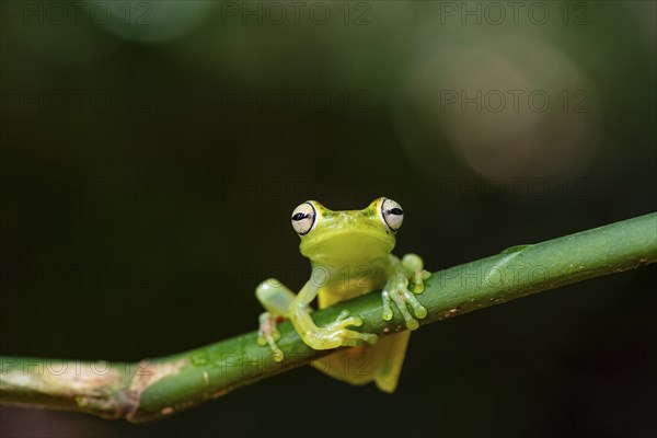 Glass frog (Centrolenidae) sitting on a stem, Heredia province, Costa Rica, Central America