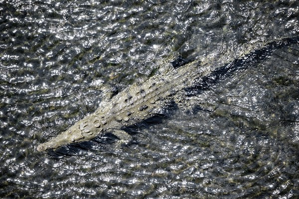 American crocodile (Crocodylus acutus) swimming in the water, from above, Rio Tarcoles, Carara