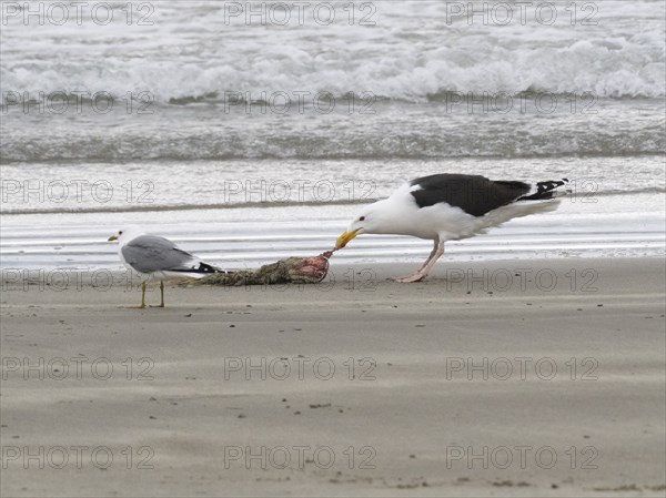 Great Black-backed Gull (Larus marinus) and Common Gull (Larus canus), scavanging upon carcass