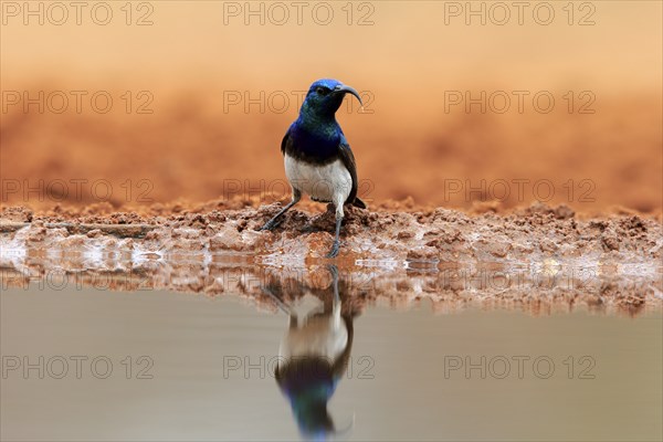 White-bellied Sunbird (Cinnyris talatala), adult, male, at the water, Kruger National Park, Kruger