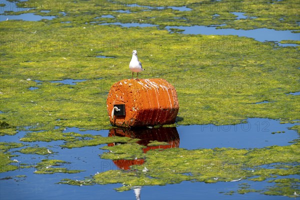 Lake Baldeney, Ruhrstausee, seagull flies over water lilies, Elodea waterweed plants, in the lake,