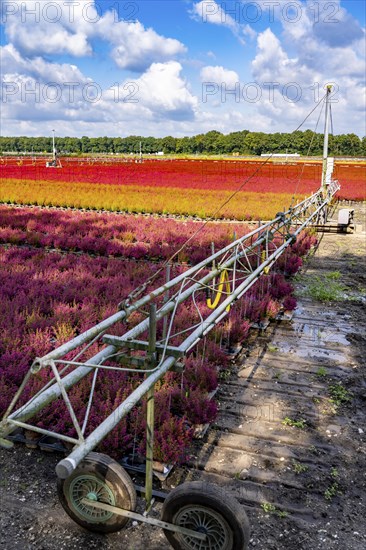 Automatic irrigation on an outdoor area of a horticultural business, autumn plants, heather plants,