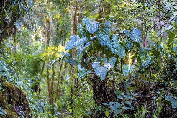 Dense vegetation in the cloud forest, mountain rainforest, Parque Nacional Los Quetzales, Costa