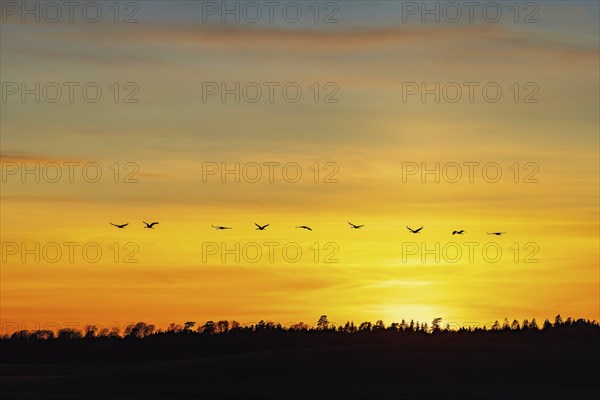 Flock of cranes flying over a woodland in silhouettes at a colorful sunset