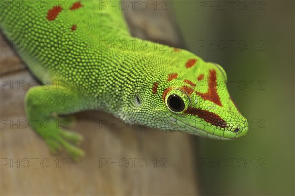 Madagascar giant day gecko (Phelsuma grandis), captive, native to Madagascar