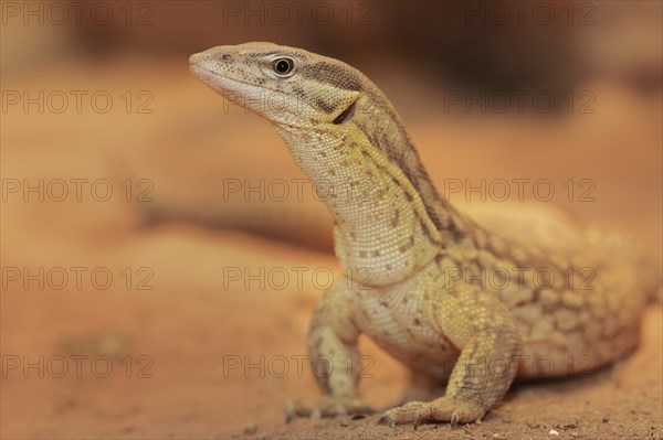 Spiny-tailed monitor (Varanus acanthurus), captive, occurring in Australia
