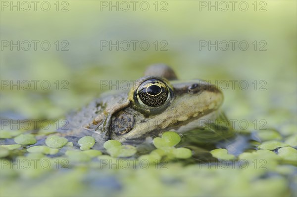 Lake frog (Pelophylax ridibundus, Rana ridibunda), North Rhine-Westphalia, Germany, Europe