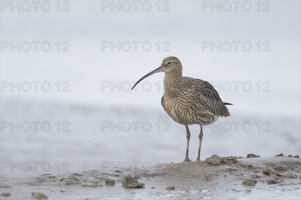 Eurasian curlew (Numenius arquata) adult bird on a mudflat, England, United Kingdom, Europe