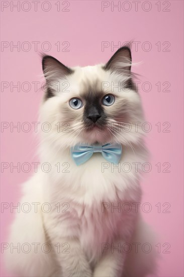 Ragdoll cat with blue bowtie on pink background. KI generiert, generiert AI generated