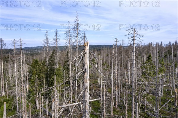 Aerial photo of dead spruces, due to infestation by bark beetles, Oderbrück, 19/07/2020