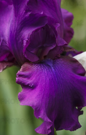 Beautiful multicolored iris flower bloom in the garden. Close up, fragility and summer concept