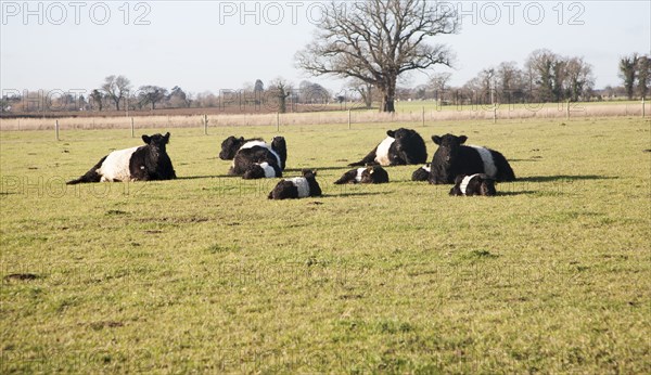 Rare breed Belted Galloway beef cattle herd at Lux farm, Kesgrave, Suffolk, England, United