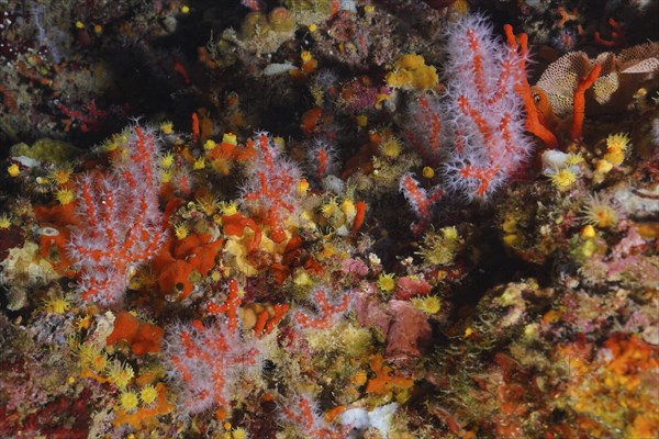 Red coral (Corallium rubrum) in the Mediterranean near Hyères. Dive site Giens Peninsula, Provence