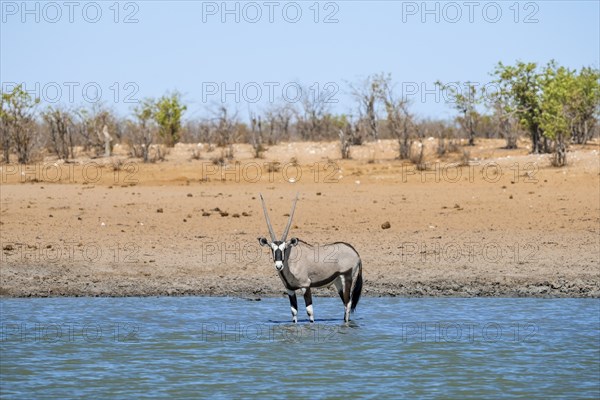 Gemsbok (Oryx gazella) standing in the water, waterhole in dry savannah with orange-coloured sand,