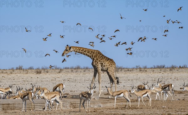 Various groups of animals at a waterhole, herd of springbok (Antidorcas marsupialis) and angolan