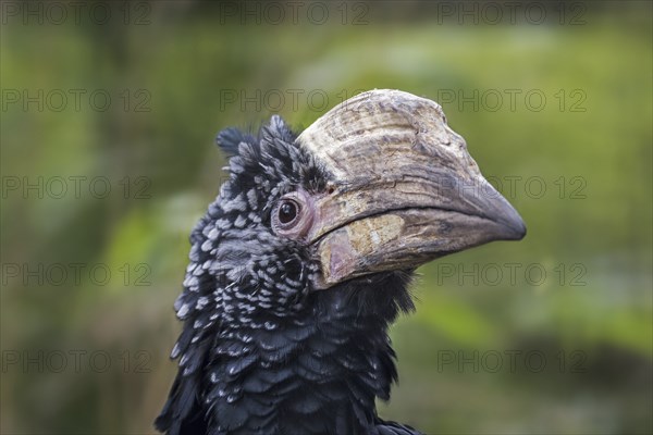 Silvery-cheeked hornbill (Bycanistes brevis, Ceratogymna brevis) close up portrait, native to East