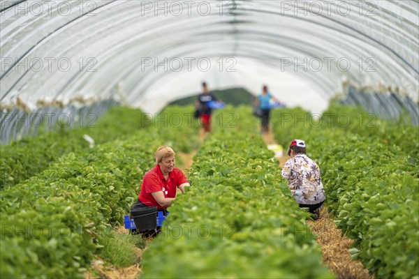 Harvesting strawberries, harvest helper, strawberry cultivation in the open field, under a foil