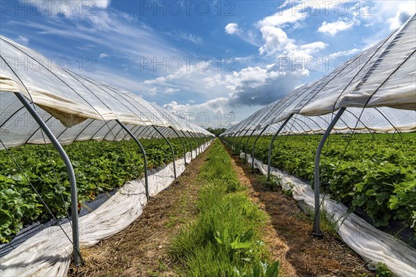 Harvest of strawberries, strawberry cultivation in the open, under a foil tunnel, young strawberry