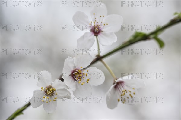 Myrobolane (Prunus cerasifera), Emsland, Lower Saxony, Germany, Europe