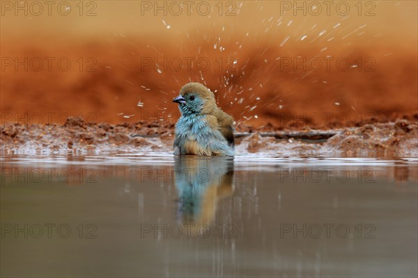 Angolan butterfly finch (Uraeginthus angolensis), blue-eared butterfly finch, adult, at the water,