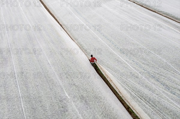 Potato field, fleece cover is removed, the fleece is intended to protect against weather