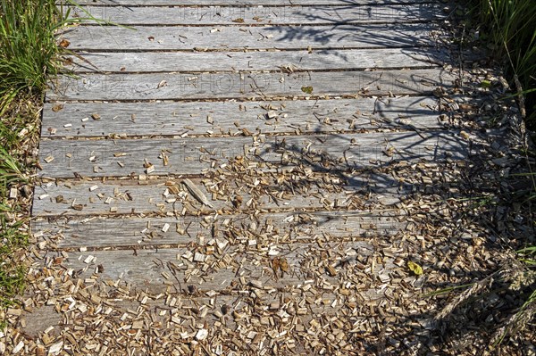 Circular hiking trail, detail, wooden footbridge, Darßer Ort, Born a. Darß, Mecklenburg-Western