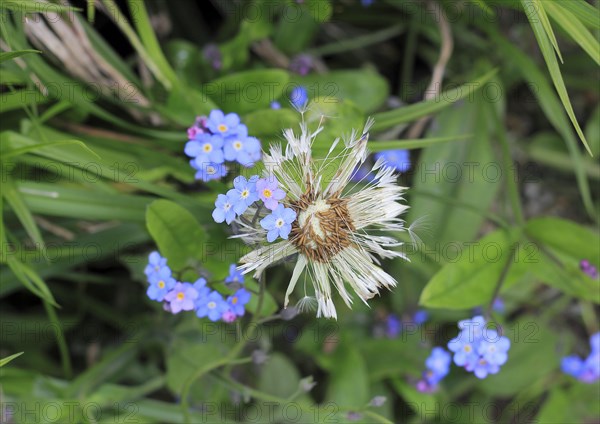 Faded common dandelion (Taraxacum officinale) and forget-me-not (Myosotis sylvatica), North