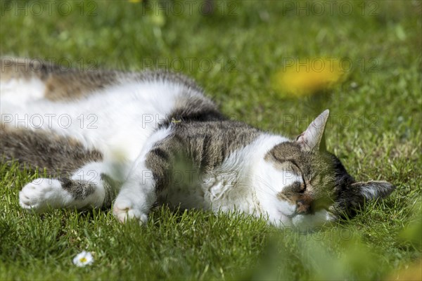 Snoozing and contented domestic cat (Felis catus), Blaustein, Baden-Württemberg, Germany, Europe