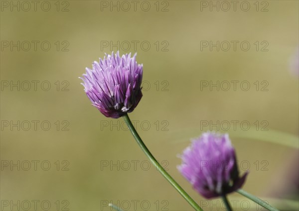 Chive (Allium schoenoprasum), in bloom, North Rhine-Westphalia, Germany, Europe